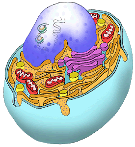 cells  